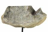 Fossil Sauropod Vertebra Section w/ Metal Stand - Colorado #294915-1